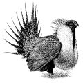 sage-grouse graphic