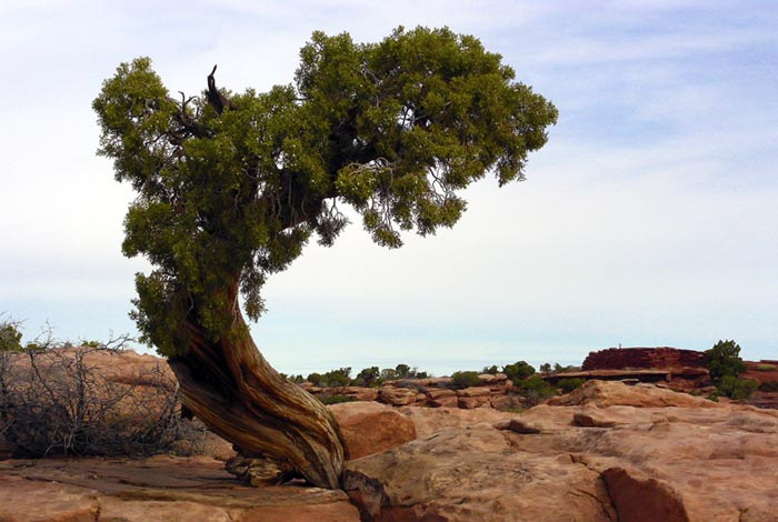 Tree in the desert