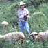 Researcher observing sheep