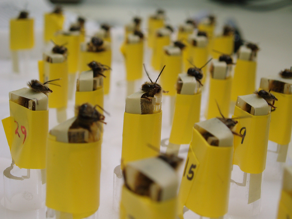 "Sniffing" bees trained for security