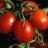 Red Tomatoes on Vine