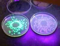 2 petri dishes containing green fluorescent colonies of Eschericha coli O157:H7 (left) and control (right).