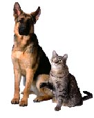 (Photo of a dog and a cat)