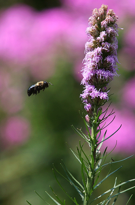 Bumble bee flying to a flower