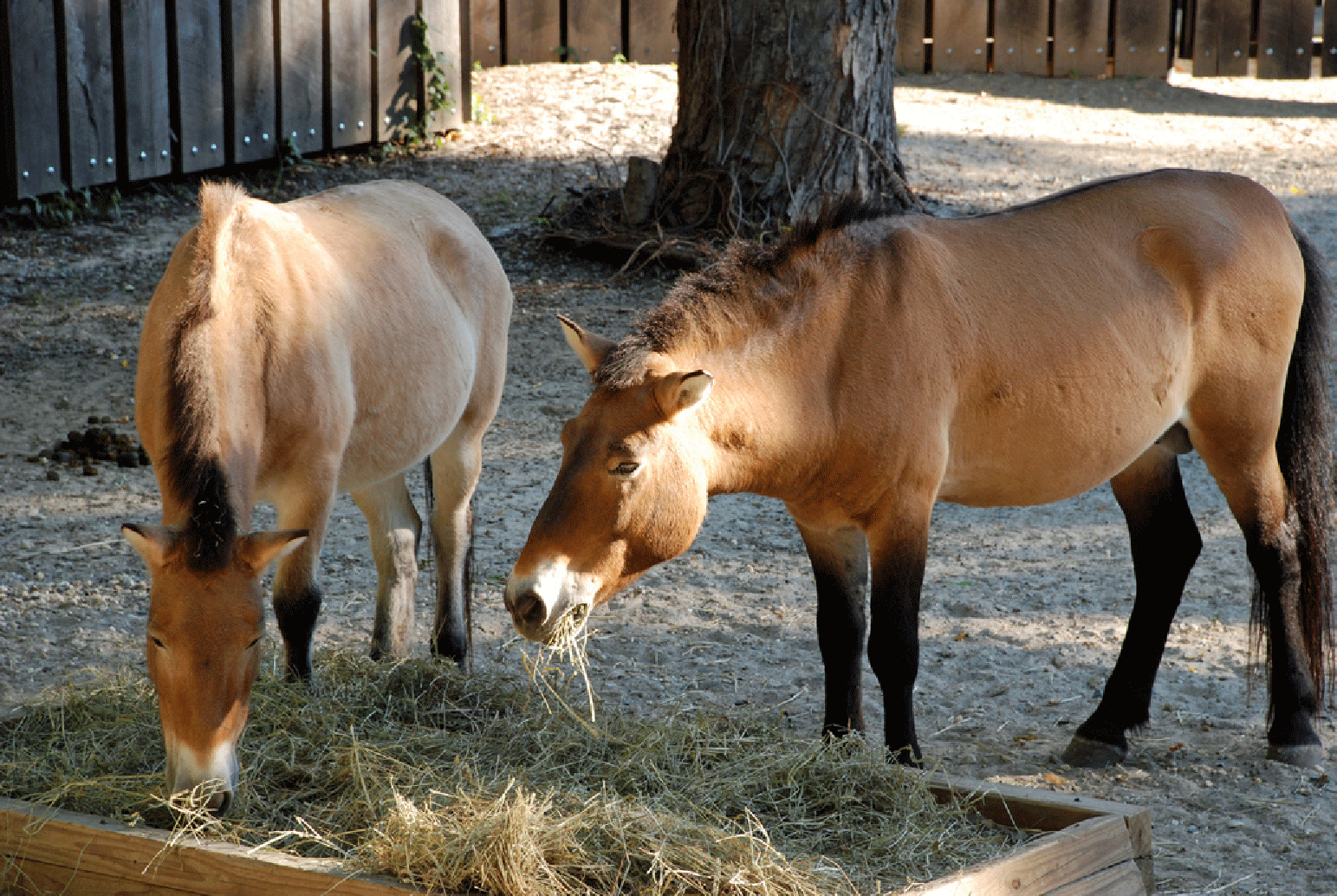 two horses eating hay