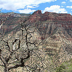 A dead pinon at the edge of the Grand Canyon, harbinger of the future for trees in the Southwest United States. Photo courtesy A. Park Williams.