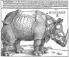 Albrecht Dürer woodcut, “Rhinoceros” 