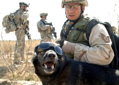 Image description: Tech. Sgt. John Mascolo and his military working dog, Ajax, wait for a helicopter pickup outside of Iraq in 2006. Ajax is wearing &#8220;doggles&#8221; to prevent sand and debris from getting in his eyes. 
Photo by Pfc. William Servinski II, U.S. Army