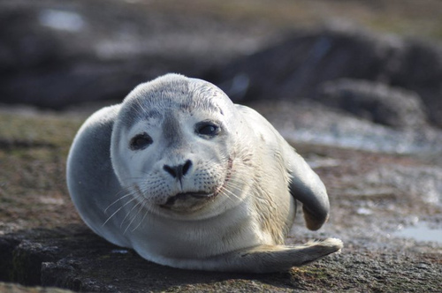 Image description: A Harbor seal lounges at Nantucket National Wildlife Refuge in Massachusetts.
Photo by Amanda Boyd, U.S. Fish and Wildlife Service