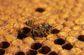 bee sitting on a honey comb