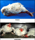 image Chickens with Ataxia and Torticollis