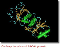 carboxy terminus of BRCA1 protein