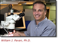 William J. Pavan, Ph.D.