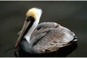 Photo - Salinas River National Wildlife Refuge