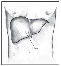 Drawing of a male torso with the liver highlighted and labeled.