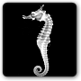 X-ray image of a seahorse
