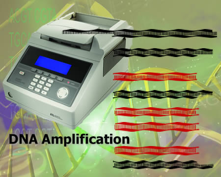 DNA Amplification Intro