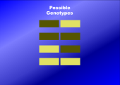 Still image linking to Animation Showing Homozygous and Heterozygous Genotypes in DNA Profiles 