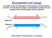 Still image linking to Animation Demonstrating Linkage Equilibrium