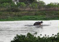Date: 05/18/2011 Description: Hippo sighting in a national park in Southern Sudan © State Dept Image by James Patton