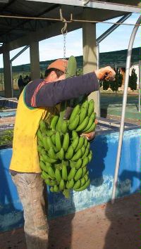 Date: 05/18/2011 Location: Paraguay Description: A farmer in Guajayvi removes a bunch of bananas from a cable-line transport system. - State Dept Image