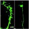 regular neuron, depressed neuron