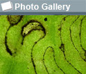 Pattern created by leaf miner insects, the photo gallery icon, and the words Photo Gallery.