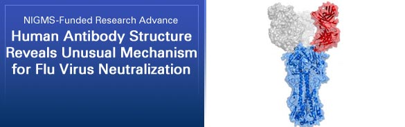 NIGMS-Funded Research Advance: Human Antibody Structure Reveals Unusual Mechanism for Flu Virus Neutralization