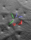 composite image of Dictyostelium cells