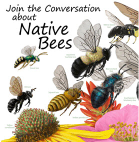 world of pollinators poster illustrating a variety of bees 