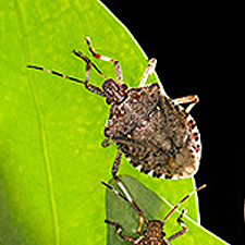 stink bug adult on a leaf