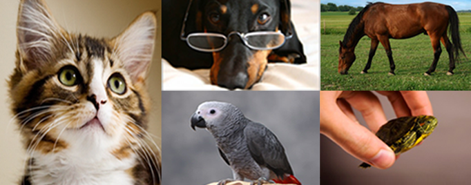 montage of pet photos: cat, dog, bird, horse, turtle