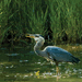 Great blue heron in estuary
