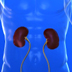 Illustration of kidneys in a translucent body.