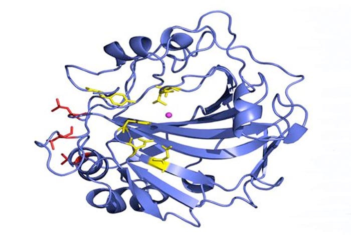Ribbon diagram of human carbonic anhydrase II in blue. The red ball-and-stick section depicts the three surface amino acid residues that were mutated to confer thermal stability. The active site zinc (Zn) and its amino acid residues are shown in magenta and yellow, respectively.