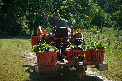 Reece Latron uses a tractor to carry baskets of greens harvested from Amy's Organic Garden in Charles City, VA.