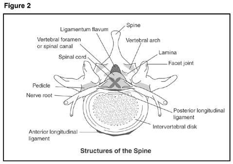 Structures of the spine