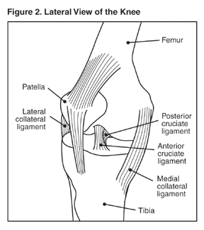 Illustration of a Lateral View of Knee