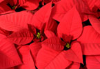 Pretty Poinsettia