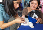 woman vaccinating a puppy against rabies