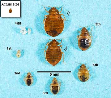 Life cycle of the bed bug from egg to adult
