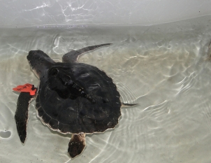 Photo of Kemp’s ridley sea turtle