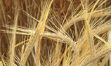 photo of wheat in a field 