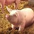 Swine on straw bedding