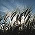 Sun shining through wheat