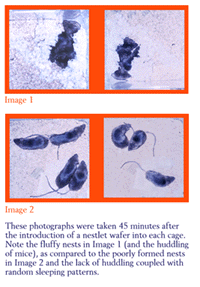 Image of different groups of Mice