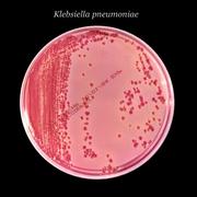 Klebsiella pneumoniae 