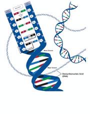 DNA (Deoxyribonucleic Acid) Advanced 