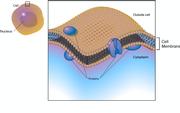 Cell Membrane (Plasma Membrane) 