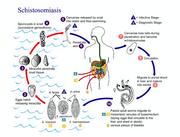 Schistosoma Parasite Life Cycle 